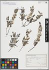 Foto von Salix repens L.